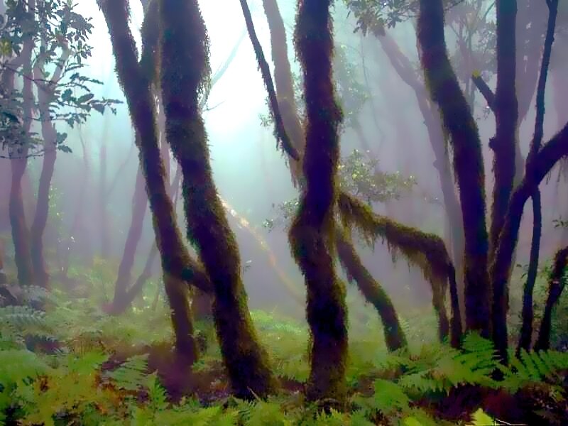 Moss-covered Trees in Forest — Green, Misty