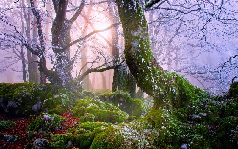 Moss-covered Trees in Forest — Green, Misty, Winter