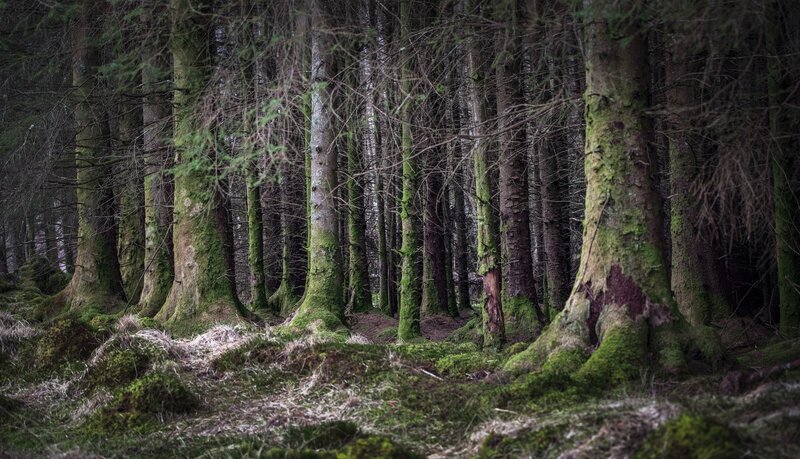 Moss-covered Trees in Forest — Green, Moody, Photograph, Moss