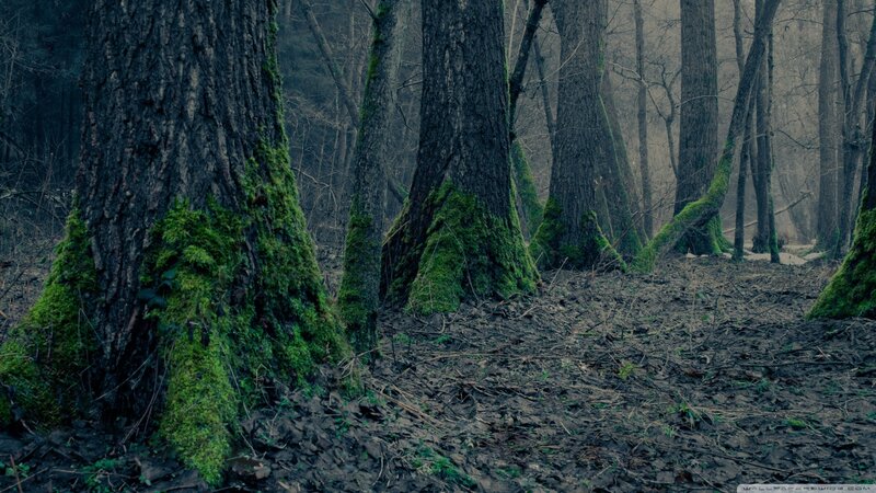 Moss-covered Trees in Forest — Green, Moody