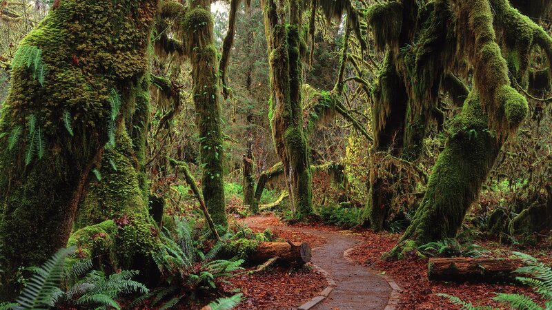 Moss-covered Trees in Forest — Green, Serene, Afternoon, Photograph, Path, Ferns