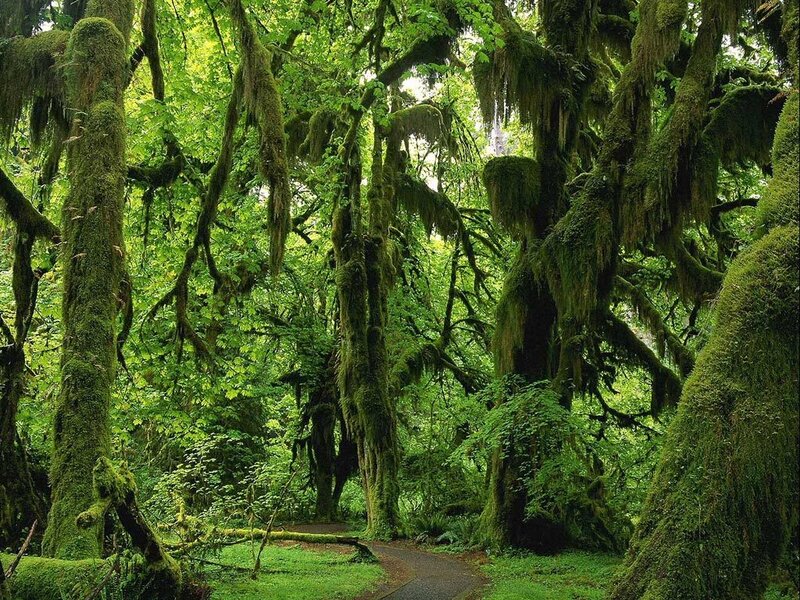 Moss-covered Trees in Forest — Green, Serene, Afternoon, Photograph, Path