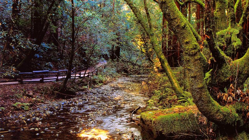 Moss-covered Trees in Forest — Green, Serene, Afternoon