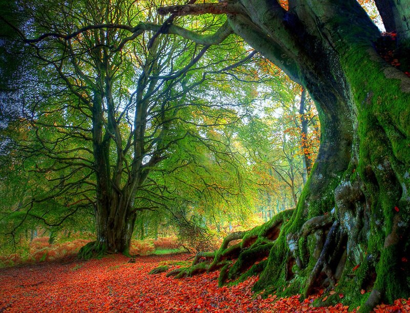 Moss-covered Trees in Forest — Green, Serene, Autumn, Photograph, Fallen Leaves, Sunlight