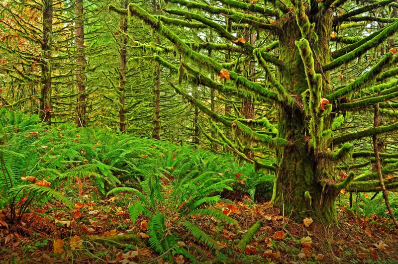 Moss-covered Trees in Forest — Green, Serene, Autumn, Photograph, Ferns