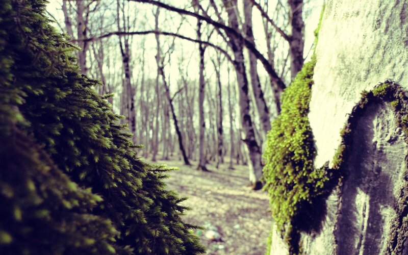 Moss-covered Trees in Forest — Green, Serene, Autumn, Photograph, Moss, Brown