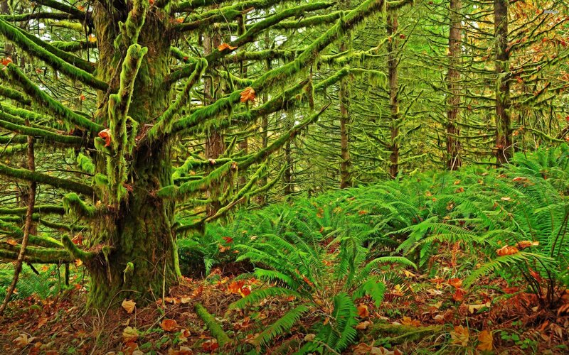Moss-covered Trees in Forest — Green, Serene, Autumn, Photograph, Moss, Ferns
