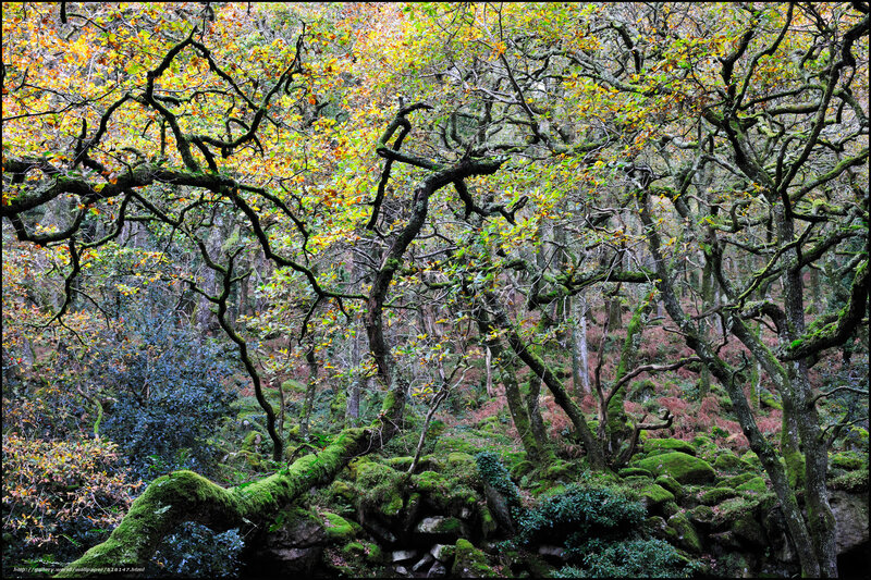 Moss-covered Trees in Forest — Green, Serene, Autumn, Photograph, Moss, Forest Floor