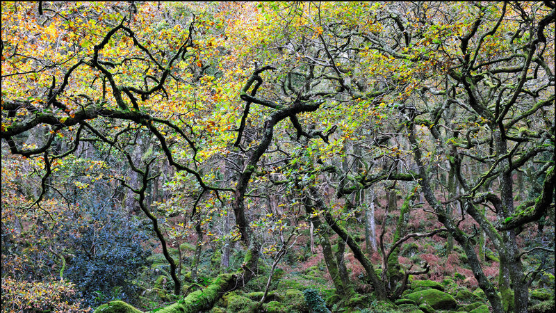 Moss-covered Trees in Forest — Green, Serene, Autumn, Photograph, Moss, Leaves