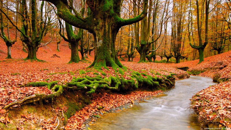 Moss-covered Trees in Forest — Green, Serene, Autumn, Photograph, Stream, Fallen Leaves, Orange, Brown