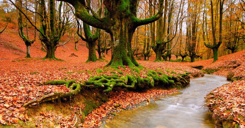 Moss-covered Trees in Forest — Green, Serene, Autumn, Photograph, Stream, Fallen Leaves, Orange