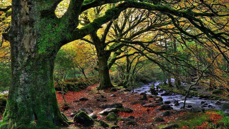 Moss-covered Trees in Forest — Green, Serene, Autumn, Photograph, Stream, Fallen Leaves, Rocks