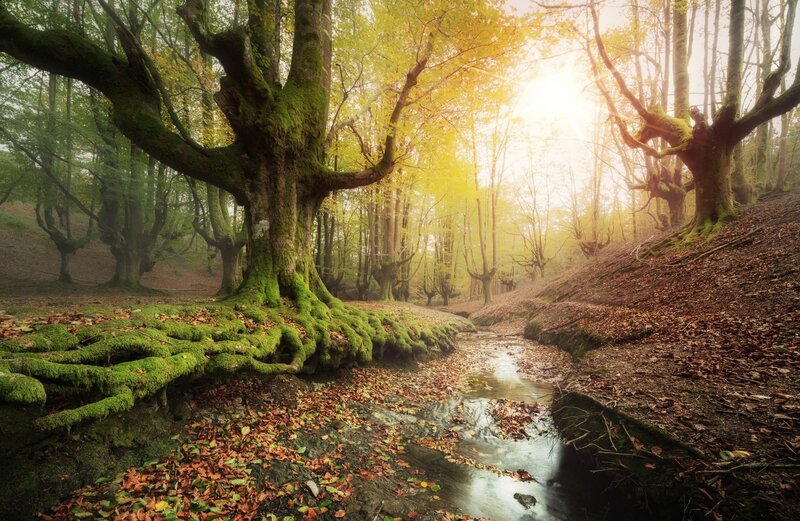 Moss-covered Trees in Forest — Green, Serene, Autumn, Photograph, Stream, Fallen Leaves, Sunlight