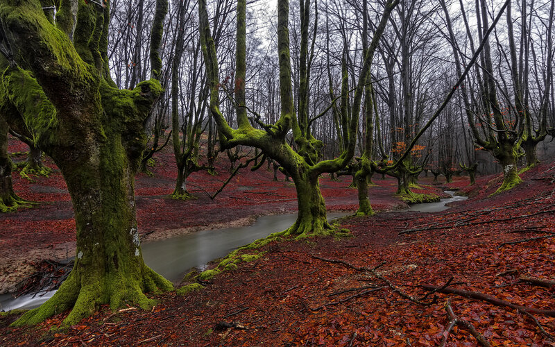 Moss-covered Trees in Forest — Green, Serene, Autumn, Photograph, Stream, Fallen Leaves