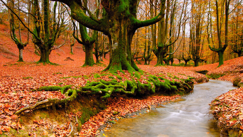Moss-covered Trees in Forest — Green, Serene, Autumn