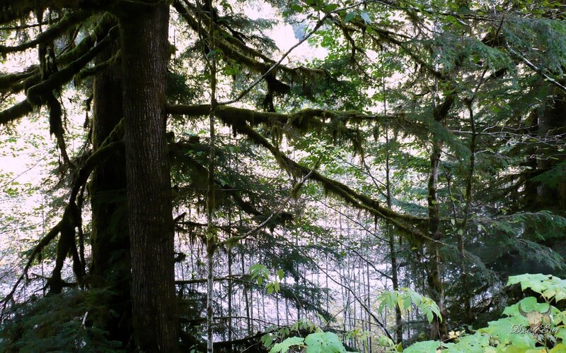 Moss-covered Trees in Forest — Green, Serene, Morning, Photograph, Moss, Brown, White