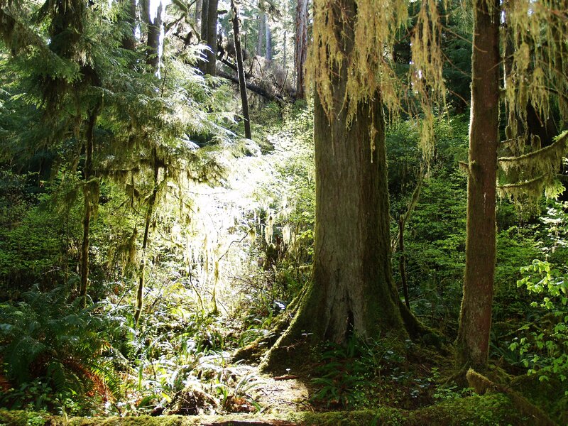 Moss-covered Trees in Forest — Green, Serene, Morning, Photograph, Moss, Ferns, Sunlight