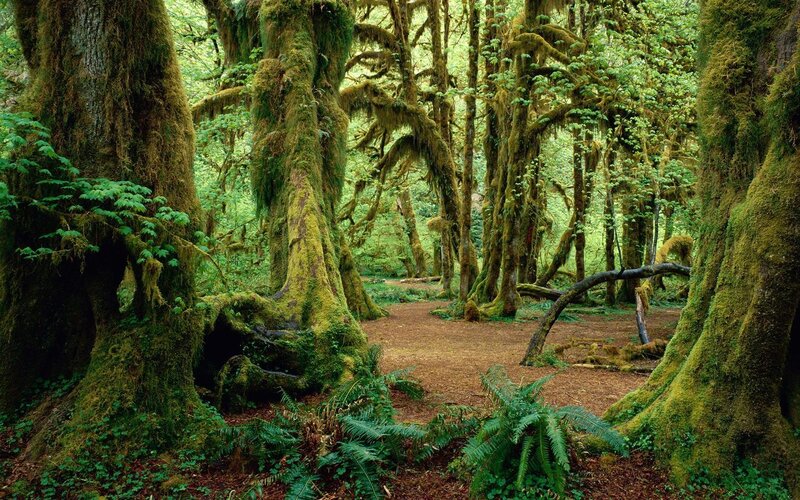 Moss-covered Trees in Forest — Green, Serene, Morning, Photograph, Moss, Ferns