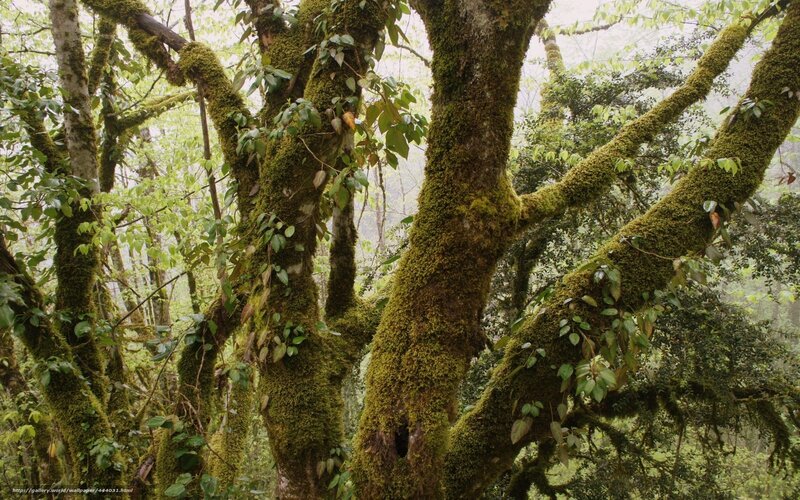 Moss-covered Trees in Forest — Green, Serene, Morning, Photograph, Moss, Leaves