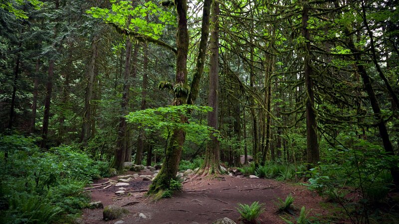 Moss-covered Trees in Forest — Green, Serene, Morning, Photograph, Moss, Path, Ferns, Brown