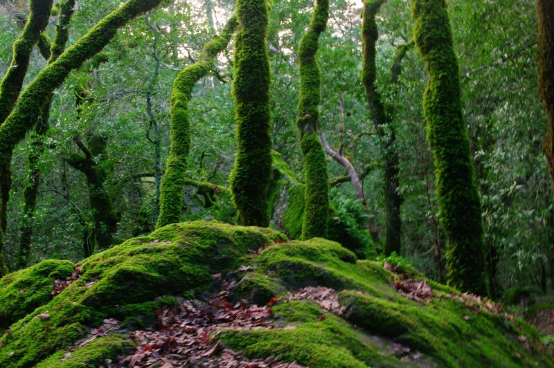 Moss-covered Trees in Forest — Green, Serene, Morning, Photograph, Moss, Rocks