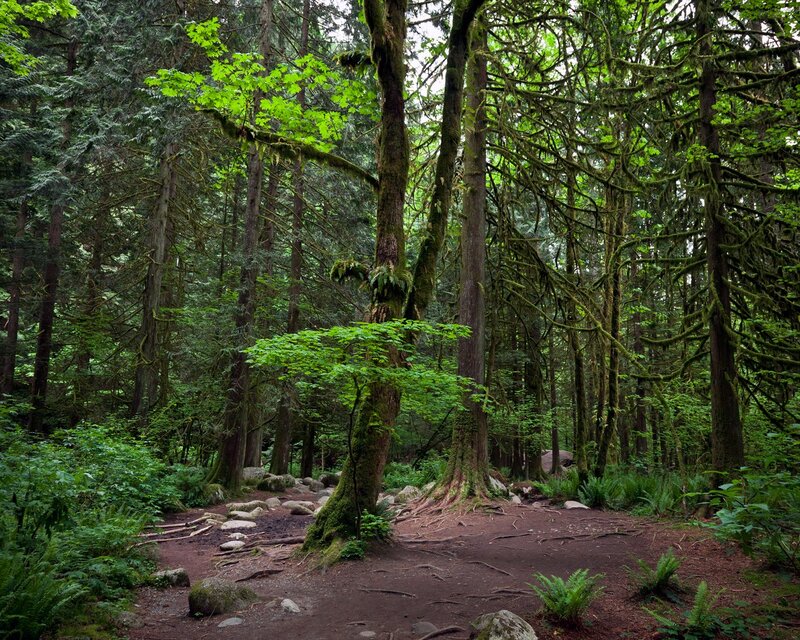 Moss-covered Trees in Forest — Green, Serene, Morning, Photograph, Moss, Roots