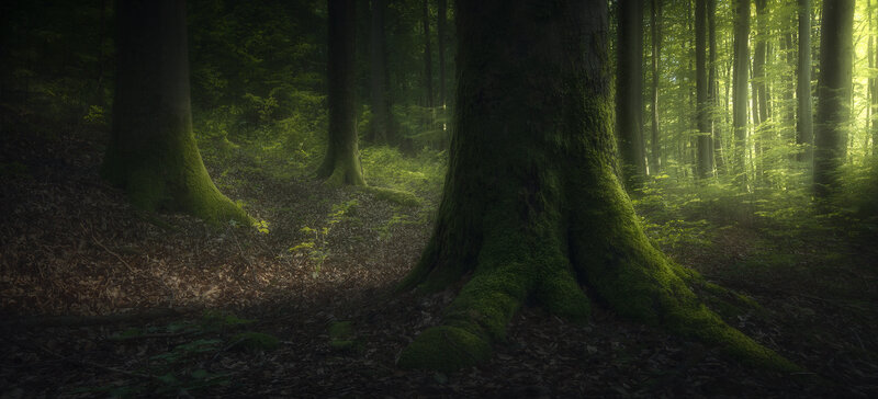 Moss-covered Trees in Forest — Green, Serene, Morning, Photograph, Moss, Sunlight, Forest Floor
