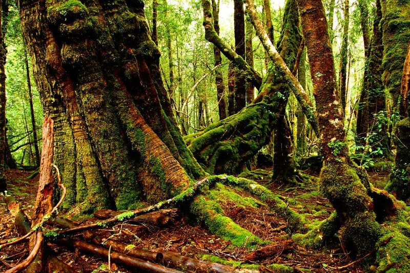 Moss-covered Trees in Forest — Green, Serene, Morning