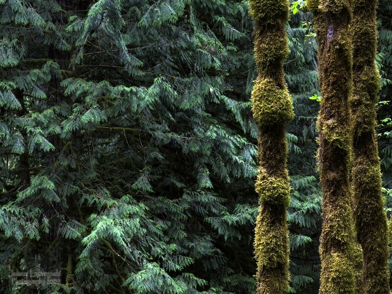 Moss-covered Trees in Forest — Green, Serene, Photograph, Moss, Brown