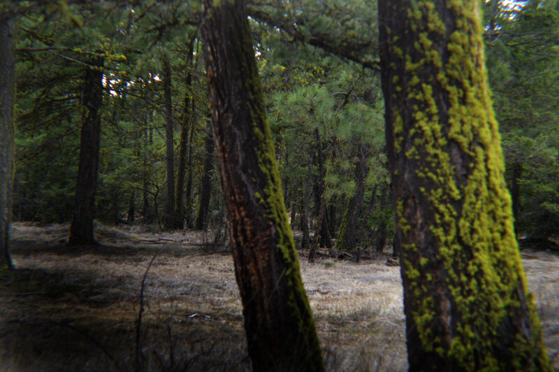 Moss-covered Trees in Forest — Green, Serene, Photograph