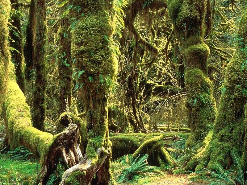 Moss-covered Trees in Forest — Green, Serene