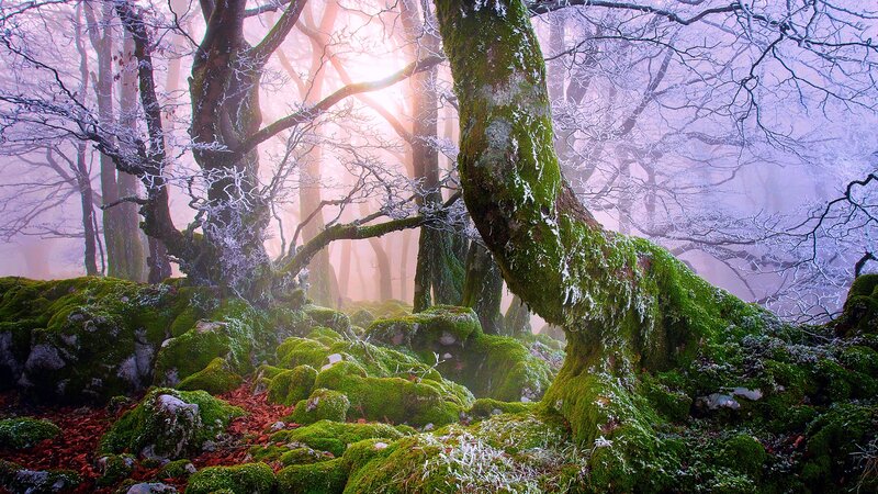 Moss-covered Trees in Forest — Green, Serene, Winter