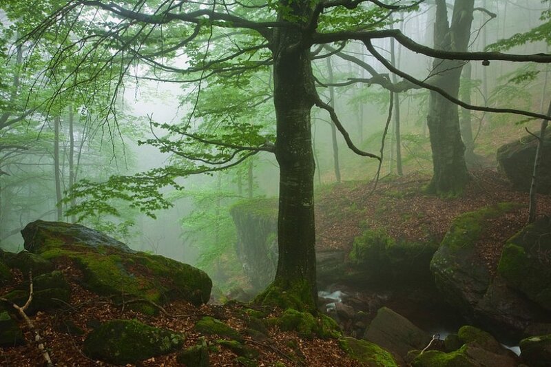 Moss-covered Trees in Forest — Green