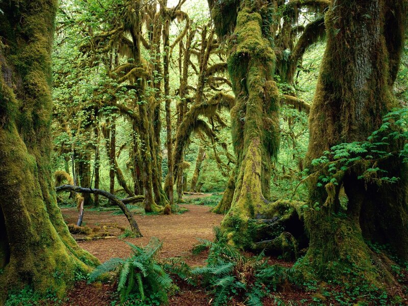 Moss-covered Trees in Forest — Morning