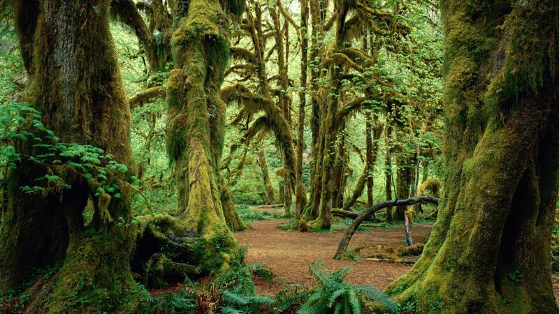 Moss-covered Trees in Forest — Photograph