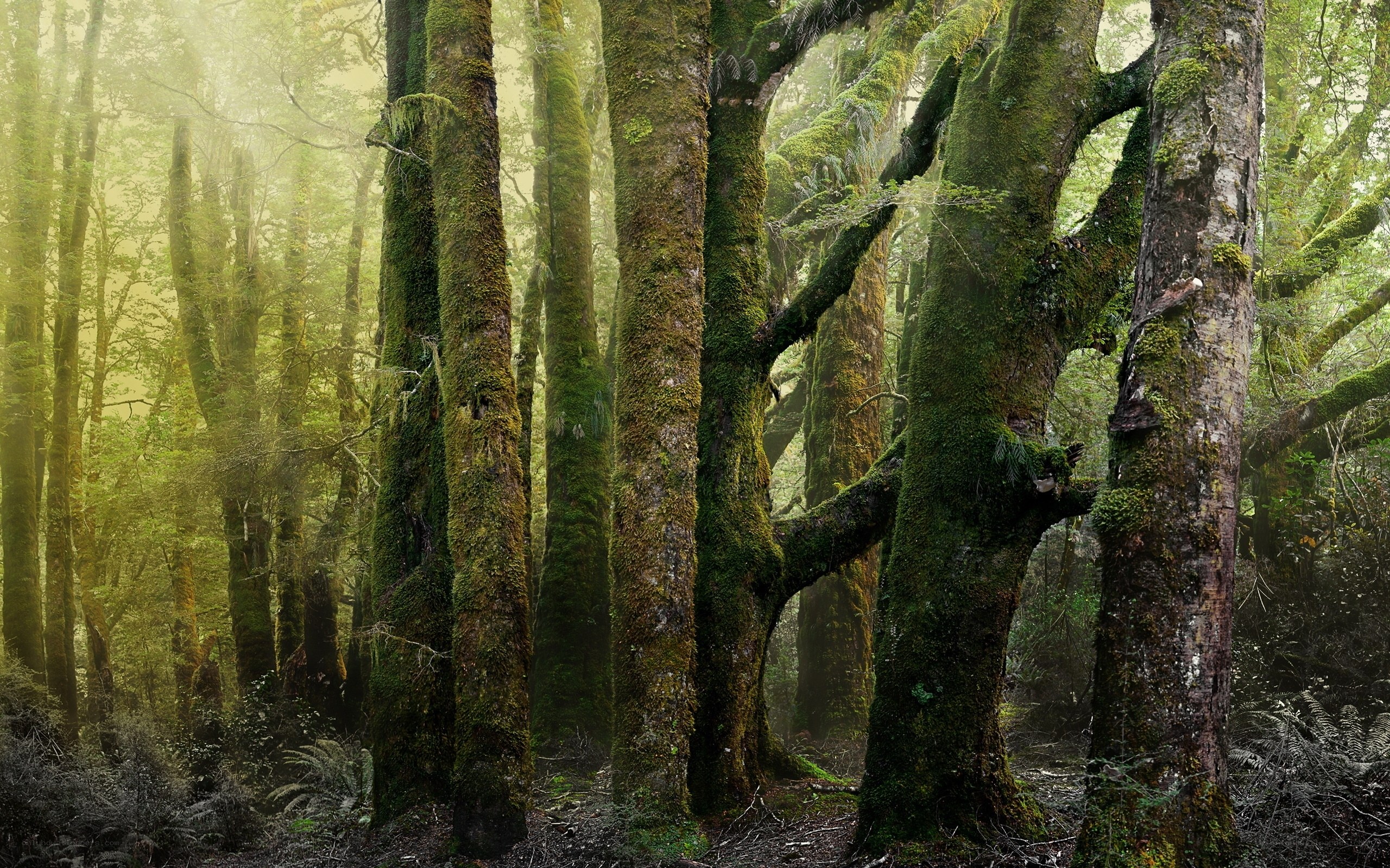 Moss-covered trees in misty forest