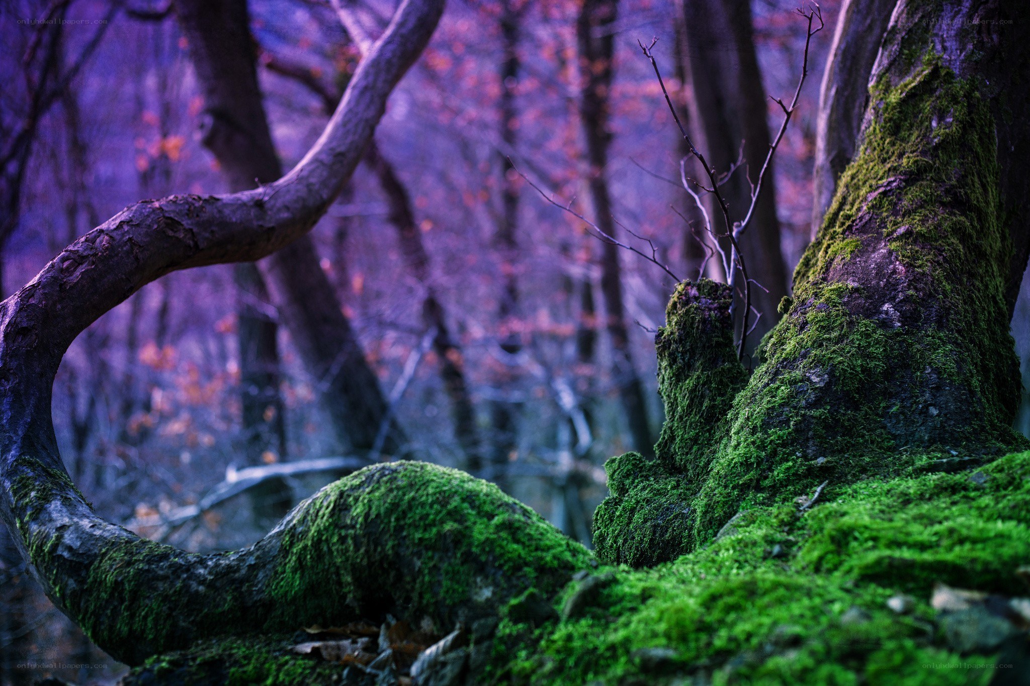 Moss-covered trees in purple forest