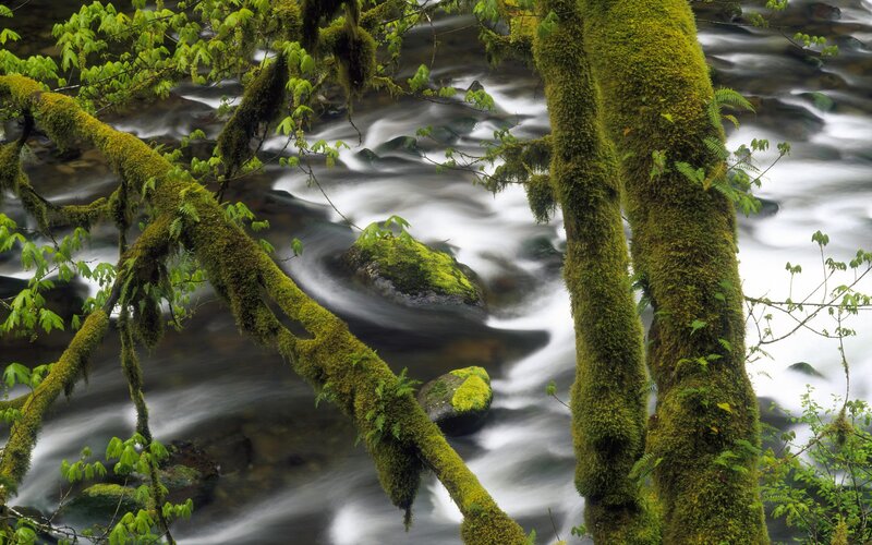 Moss-covered Trees in Stream — Green, Serene
