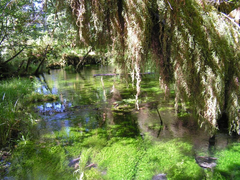 Moss-covered Trees in Stream