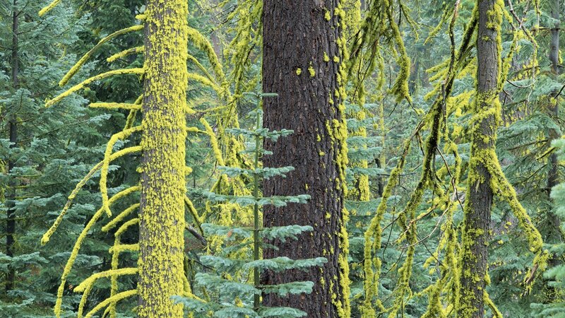 Moss-covered Trees — Serene