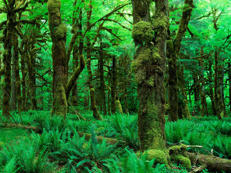 Moss-covered Trees