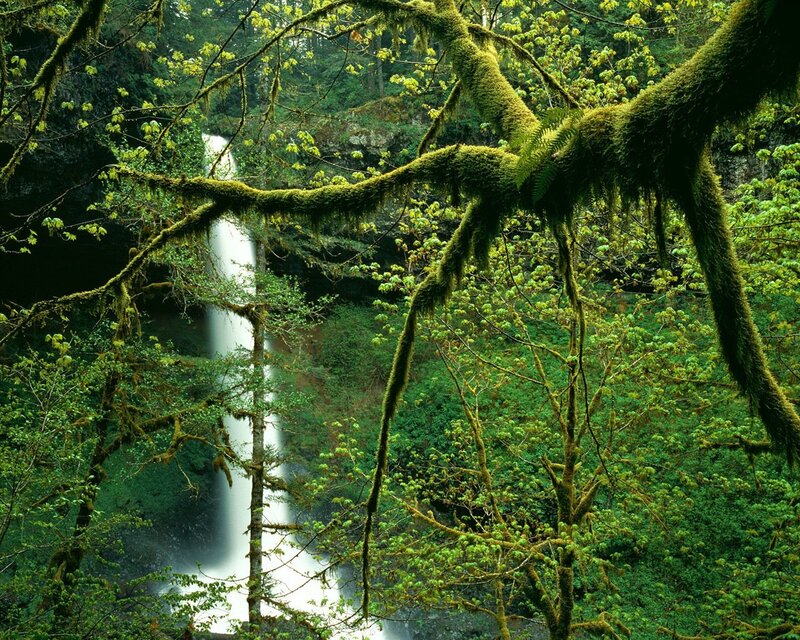 Moss-covered Trees Waterfall — Green