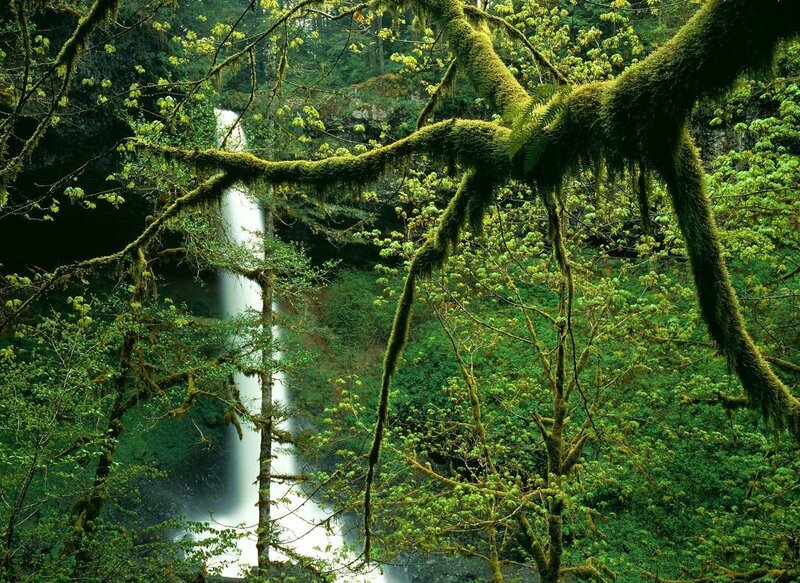Moss-covered Trees Waterfall