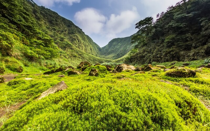 Moss-covered Valley