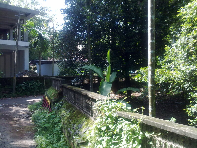 Moss-covered Wall and Trees