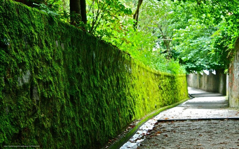 Moss-covered Wall Path — Green
