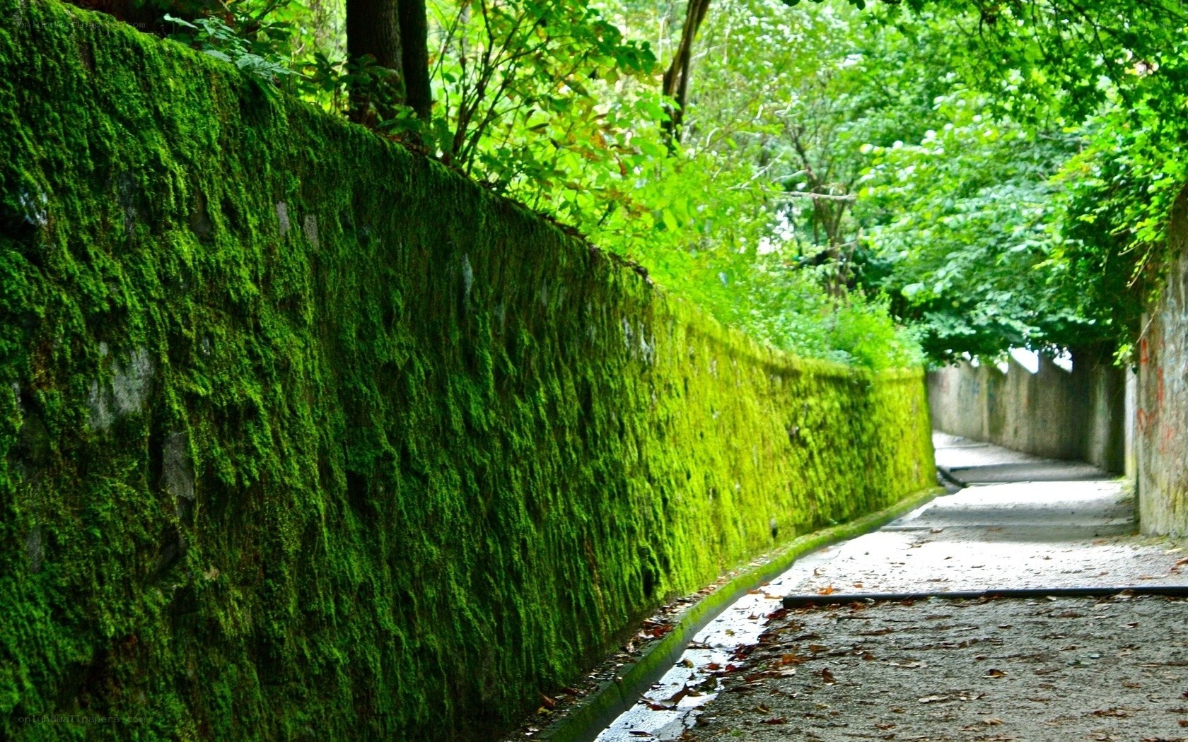 Moss-covered wall path