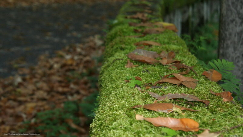 moss-covered wall with fallen leaves