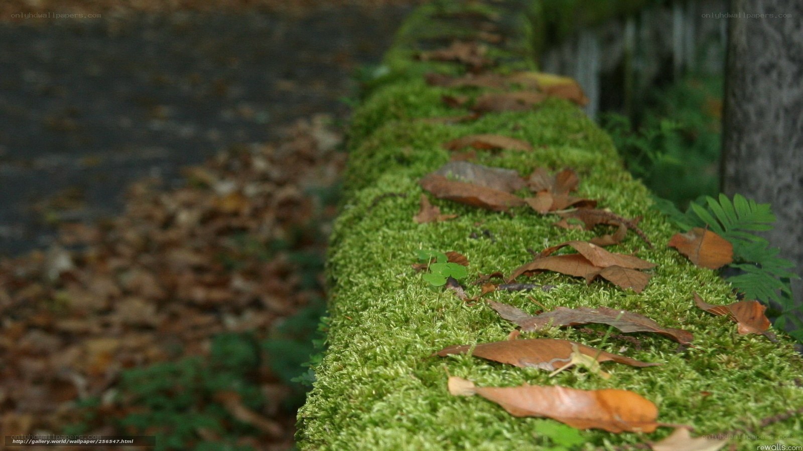 moss-covered wall with fallen leaves