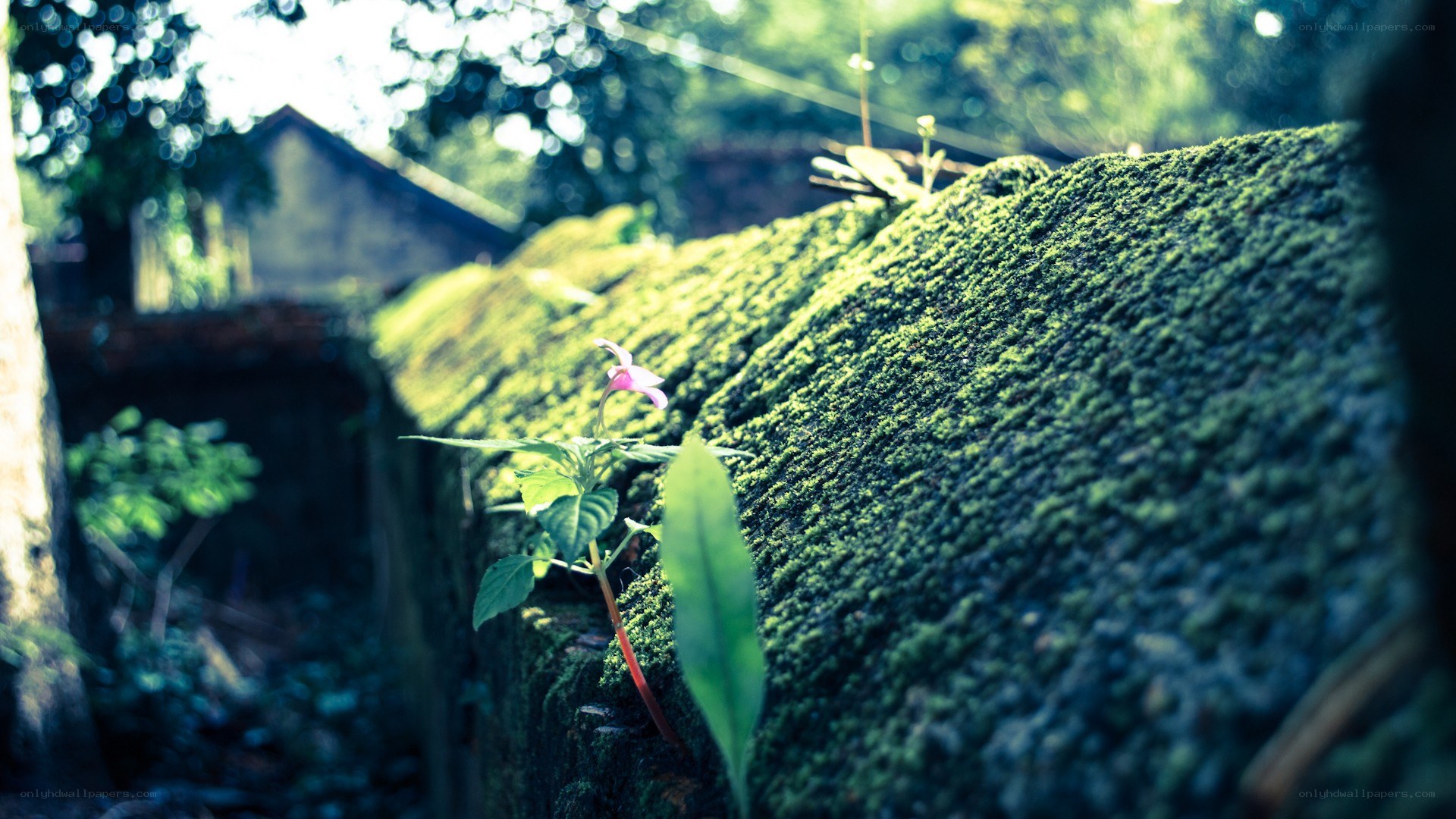 Moss-covered wall with pink flower